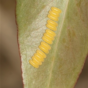 Paropsisterna fastidiosa (Eucalyptus leaf beetle) at Weetangera, ACT - 24 Feb 2023 by AlisonMilton