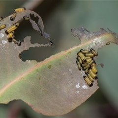 Paropsis atomaria (Eucalyptus leaf beetle) at Campbell, ACT - 18 Nov 2025 by AlisonMilton