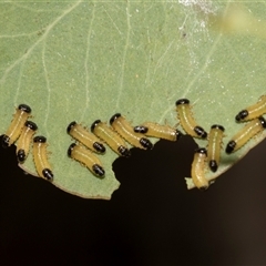 Paropsis atomaria (Eucalyptus leaf beetle) at Gungahlin, ACT - 24 Nov 2025 by AlisonMilton