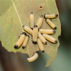 Paropsisterna cloelia (Eucalyptus variegated beetle) at Hawker, ACT - 25 Feb 2023 by AlisonMilton