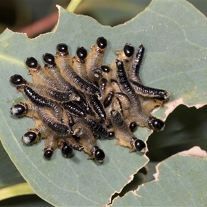 Unverified Sawfly (Hymenoptera, Symphyta) at Hawker, ACT - 26 Jan 2022 by AlisonMilton