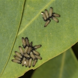 Paropsisterna beata (Blessed Leaf Beetle) at Hawker, ACT - 27 Mar 2024 by AlisonMilton
