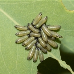 Paropsisterna cloelia (Eucalyptus variegated beetle) at Hawker, ACT - 26 Jan 2023 by AlisonMilton