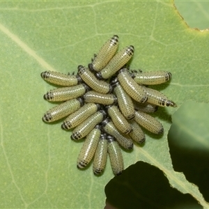 Paropsisterna cloelia (Eucalyptus variegated beetle) at Hawker, ACT - 26 Jan 2023 by AlisonMilton