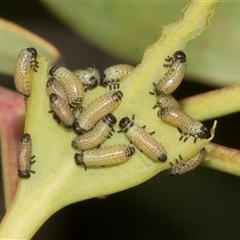 Paropsisterna cloelia (Eucalyptus variegated beetle) at Bruce, ACT - 30 Oct 2023 by AlisonMilton
