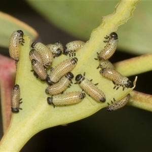 Paropsisterna cloelia (Eucalyptus variegated beetle) at Bruce, ACT - 30 Oct 2023 by AlisonMilton