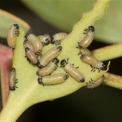 Paropsisterna cloelia (Eucalyptus variegated beetle) at Bruce, ACT - 30 Oct 2023 by AlisonMilton