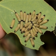 Paropsisterna cloelia (Eucalyptus variegated beetle) at Scullin, ACT - 14 Feb 2023 by AlisonMilton