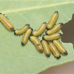 Paropsisterna cloelia (Eucalyptus variegated beetle) at Bungonia, NSW - 17 Nov 2024 by AlisonMilton