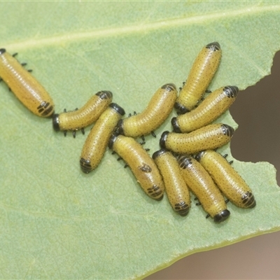 Paropsisterna cloelia (Eucalyptus variegated beetle) at Bungonia, NSW - 17 Nov 2024 by AlisonMilton