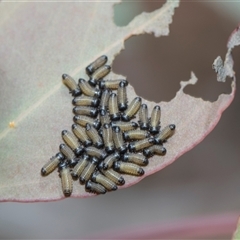 Paropsisterna cloelia (Eucalyptus variegated beetle) at Campbell, ACT - 18 Nov 2025 by AlisonMilton