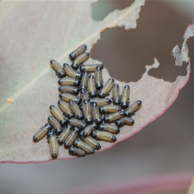 Paropsisterna cloelia (Eucalyptus variegated beetle) at Campbell, ACT - 18 Nov 2025 by AlisonMilton