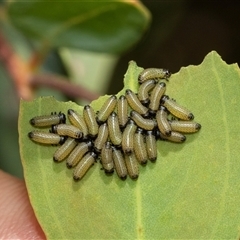 Paropsisterna cloelia (Eucalyptus variegated beetle) at Lawson, ACT - 28 Jan 2025 by AlisonMilton