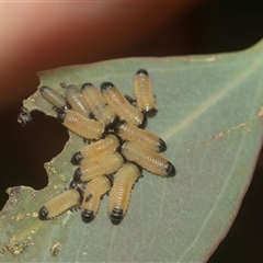 Paropsisterna cloelia (Eucalyptus variegated beetle) at Higgins, ACT - 12 Feb 2025 by AlisonMilton