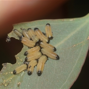 Paropsisterna cloelia (Eucalyptus variegated beetle) at Higgins, ACT - 12 Feb 2025 by AlisonMilton