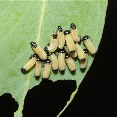 Paropsisterna cloelia (Eucalyptus variegated beetle) at Fyshwick, ACT - 22 Feb 2025 by AlisonMilton