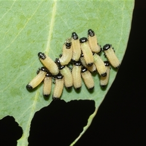 Paropsisterna cloelia (Eucalyptus variegated beetle) at Fyshwick, ACT - 22 Feb 2025 by AlisonMilton