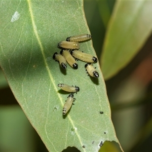 Paropsisterna cloelia (Eucalyptus variegated beetle) at Lawson, ACT - 12 Mar 2025 by AlisonMilton