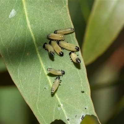 Paropsisterna cloelia (Eucalyptus variegated beetle) at Lawson, ACT - 12 Mar 2025 by AlisonMilton