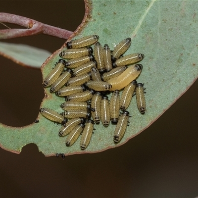 Paropsisterna cloelia (Eucalyptus variegated beetle) at Lawson, ACT - 12 Mar 2025 by AlisonMilton