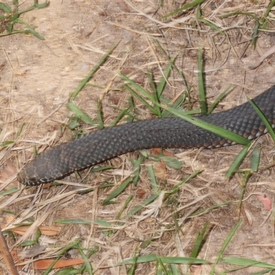 Austrelaps ramsayi (Highlands Copperhead) at Kindervale, NSW - 6 Dec 2025 by Harrisi