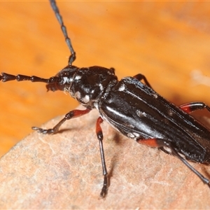 Distichocera thomsonella (A longhorn beetle) at Tinderry, NSW - Yesterday by Harrisi