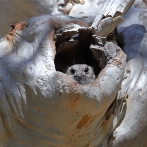 Aegotheles cristatus at Acton, ACT - Yesterday by TimL