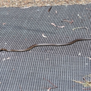 Pseudonaja textilis (Eastern Brown Snake) at Acton, ACT - Yesterday by TimL