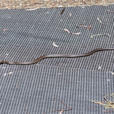 Pseudonaja textilis (Eastern Brown Snake) at Acton, ACT - 7 Dec 2025 by TimL