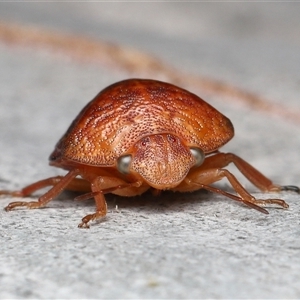 Unverified True bug (Hemiptera, Heteroptera) at Acton, ACT - 5 Dec 2025 by TimL
