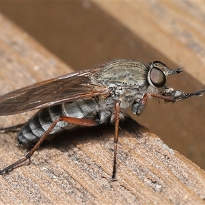 Anabarhynchus sp. (genus) at Paddys River, ACT - 4 Dec 2025 by TimL