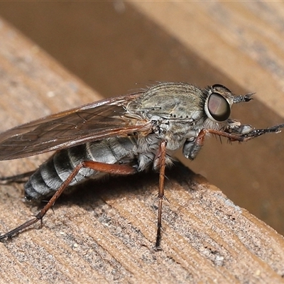 Anabarhynchus sp. (genus) at Paddys River, ACT - 4 Dec 2025 by TimL