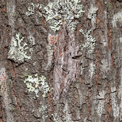 Scioglyptis chionomera at Paddys River, ACT - 4 Dec 2025 by TimL