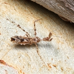 Stenolemus sp. (genus) (Thread-legged assassin bug) at Acton, ACT - 5 Dec 2025 by TimL