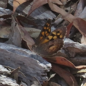 Geitoneura klugii at Acton, ACT - Yesterday by Christine