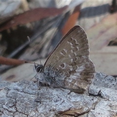 Neolucia agricola at Acton, ACT - Yesterday by Christine