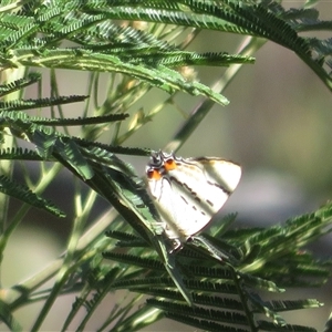 Jalmenus evagoras (Imperial Hairstreak) at Acton, ACT - Yesterday by Christine