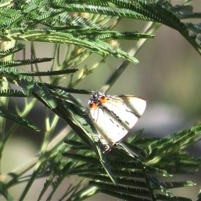 Jalmenus evagoras (Imperial Hairstreak) at Acton, ACT - Yesterday by Christine