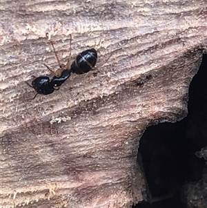 Camponotus claripes (Pale-legged sugar ant) at Kungala, NSW - Yesterday by donnanchris
