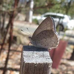 Erina hyacinthina at Acton, ACT - Yesterday by Christine