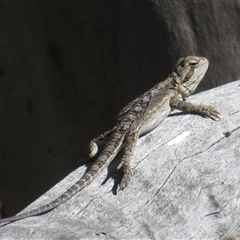 Unverified Dragon at Acton, ACT - Yesterday by Christine