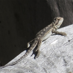 Unverified Dragon at Acton, ACT - Yesterday by Christine