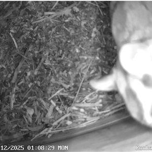 Petaurus notatus at Evatt, ACT - Today by dhkmapr