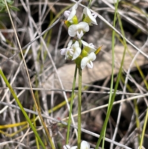 Mirbelia rubiifolia at Bundanoon, NSW - 25 Oct 2025 by JaneR