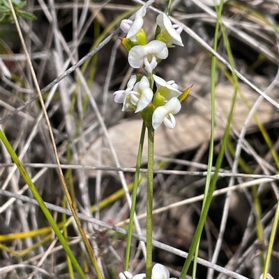 Mirbelia rubiifolia at Bundanoon, NSW - 25 Oct 2025 by JaneR