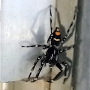 Astia hariola at Saint Georges Basin, NSW - Today by TishH