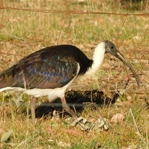 Threskiornis spinicollis at Symonston, ACT - 2 Dec 2025 by CallumBraeRuralProperty