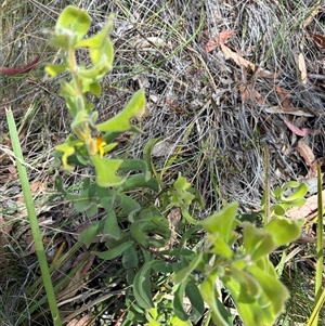 Unverified Plant at Acton, ACT - Today by Jenny54