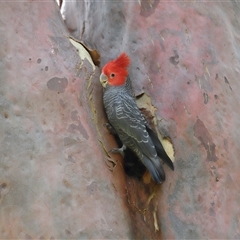 Callocephalon fimbriatum (Gang-gang Cockatoo) at Acton, ACT - 5 Dec 2025 by TimL