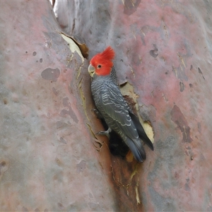 Callocephalon fimbriatum at Acton, ACT - 5 Dec 2025 by TimL